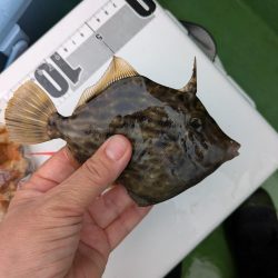 カワハギ【羽田えさ政より】