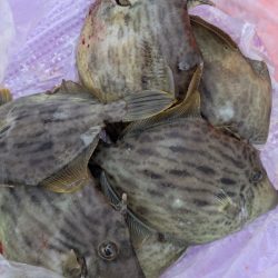 カワハギ【羽田えさ政より】