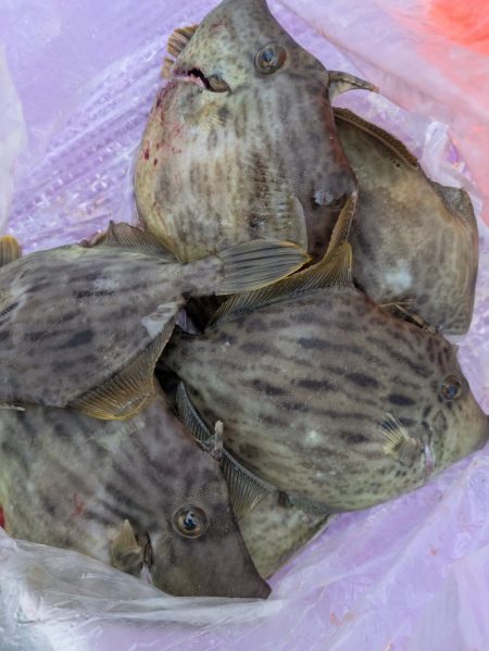 カワハギ【羽田えさ政より】