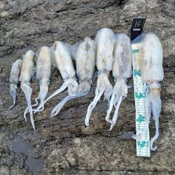 第三回秋エギング調査