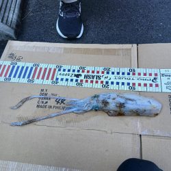 第四回2025秋エギング調査