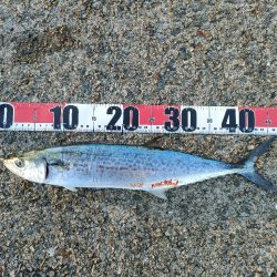 今シーズン2回目の沖堤防