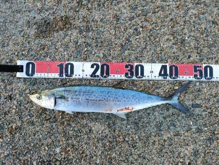 今シーズン2回目の沖堤防