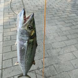 今シーズン陸っぱり初サゴシ