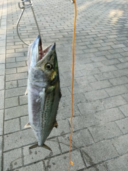 今シーズン陸っぱり初サゴシ