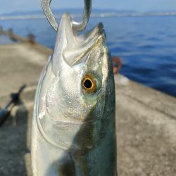 今シーズン3回目の沖堤防