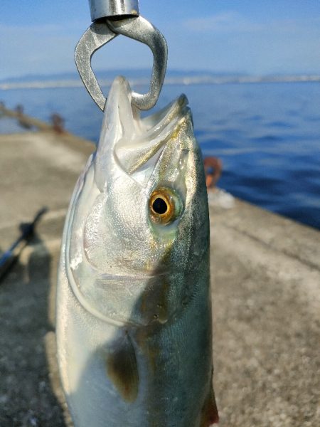 今シーズン3回目の沖堤防