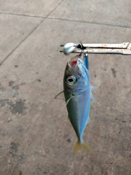 湾奥サゴシ調査