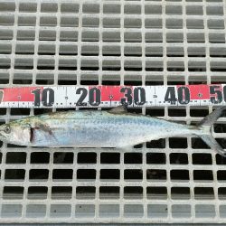 今シーズン4匹目のサゴシ