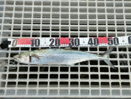 今シーズン4匹目のサゴシ