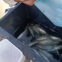 夕暮れのんびりアジ釣り