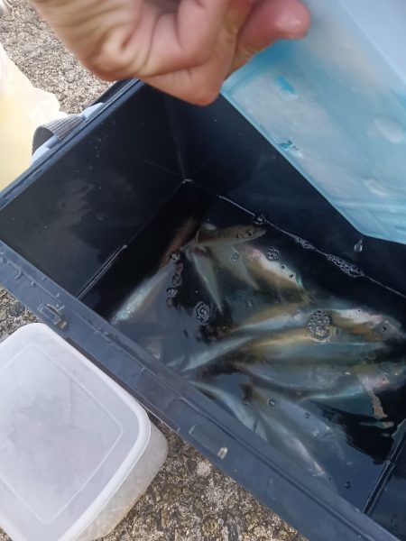 夕暮れのんびりアジ釣り