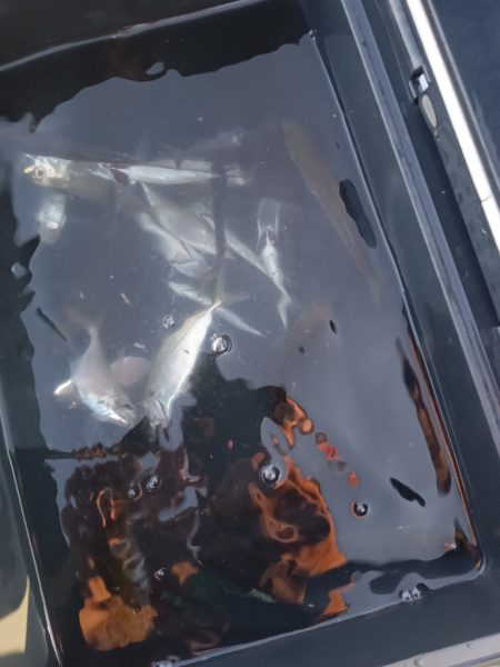 連続釣行、小アジの、型