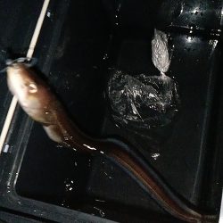 夜間釣行大アナゴ
