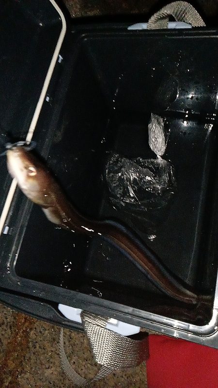 夜間釣行大アナゴ