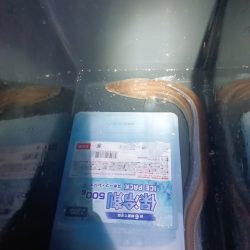 淡路◇アナゴ調査