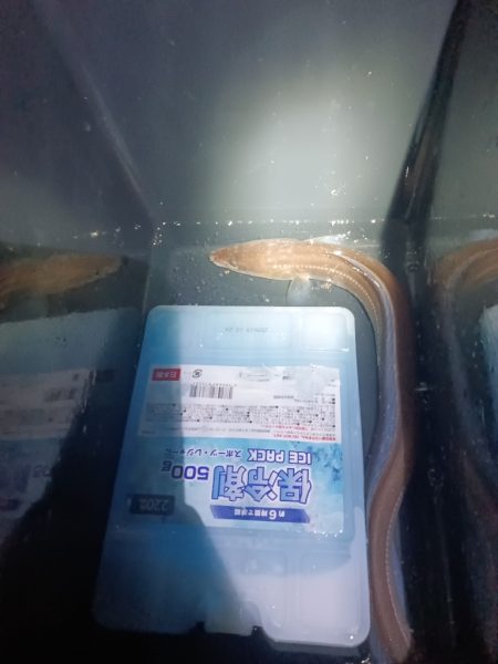 淡路◇アナゴ調査