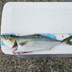 のませ釣りでハマチ