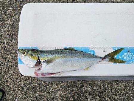 のませ釣りでハマチ