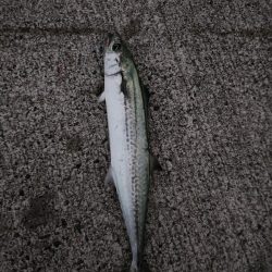 今シーズン初のサゴシ