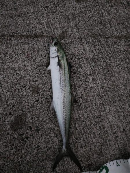 今シーズン初のサゴシ