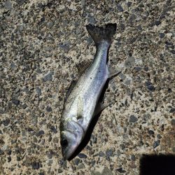 アジングがセイゴ釣りに