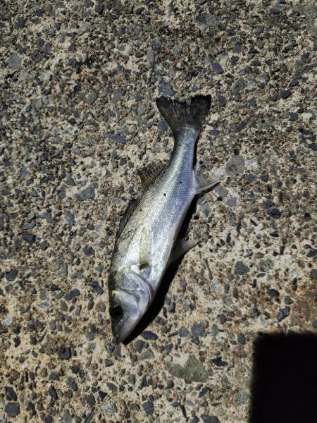 アジングがセイゴ釣りに