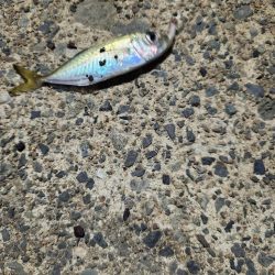 久しぶりのアジ