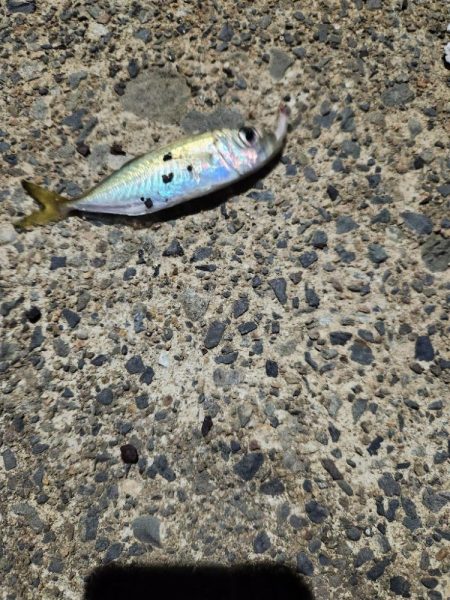 久しぶりのアジ