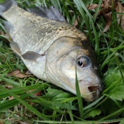 初めてのマブナ