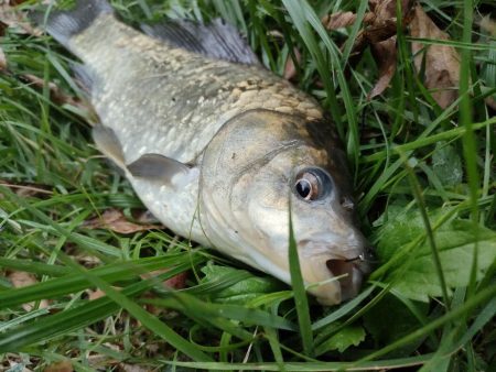 初めてのマブナ