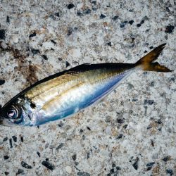 下り坂転がり中