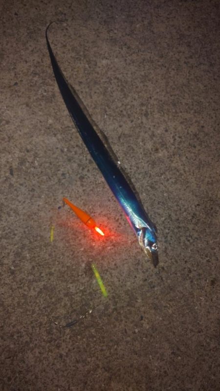 電気ウキ釣り 15