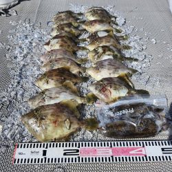 10月8日釣果