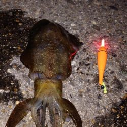 電気ウキ釣り 16