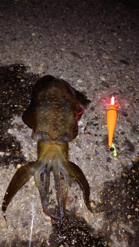 電気ウキ釣り 16