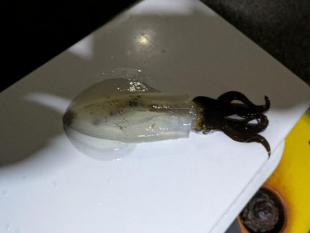 大分厳しくなってきた