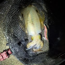 ナイトエギング