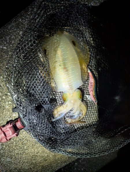 ナイトエギング