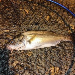 引き続きアジ調査