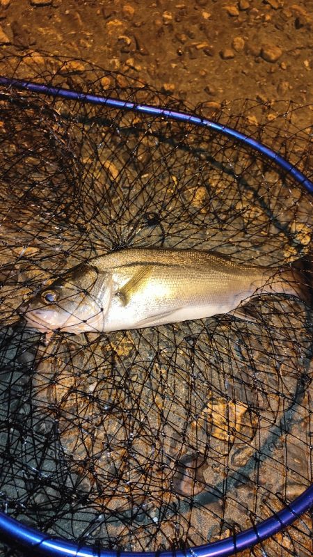 引き続きアジ調査