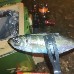 アジ釣りたい