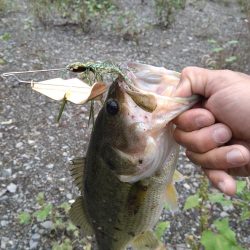 バズベイトで1本