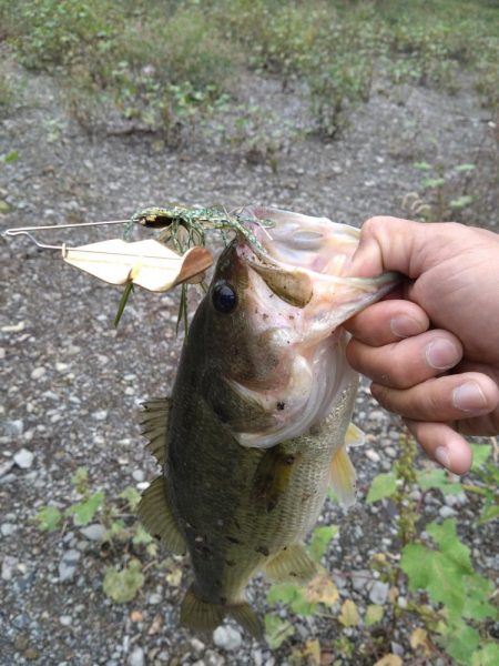バズベイトで1本
