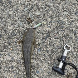 色々狙ってみました!