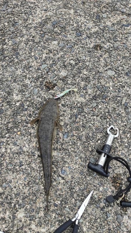 色々狙ってみました!