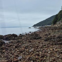 アオリが食べたくて、、、