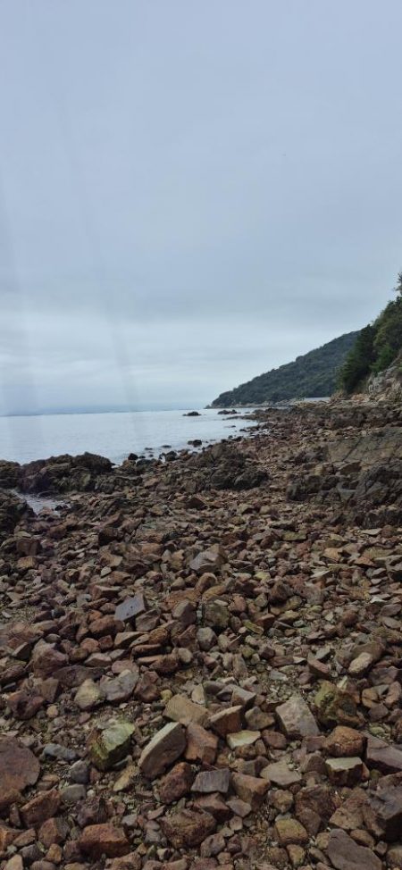 アオリが食べたくて、、、