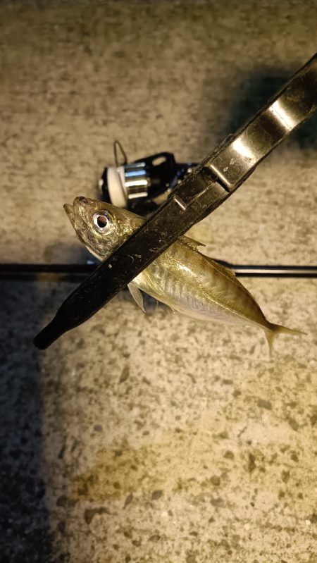 アジング、エギング