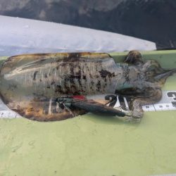 ミニボートティップラン